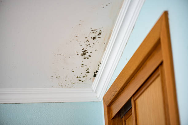 Best DIY Mold Remediation Support Services in Crowley Lake, CA