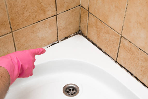 Best Commercial Mold Remediation in Crowley Lake, CA